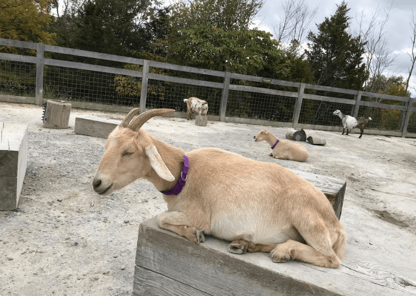 Visiting the Ark Encounter with Kids, goat petting zoo